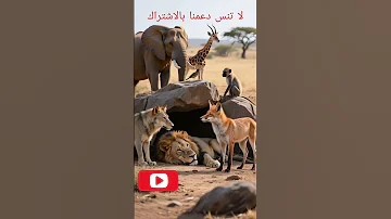 الثعلب الذكي يفضح الذئب أمام الأسد درس لا ينسى عن الشر والخداع قصص قصة قصص مشوقة قصص واقعية 