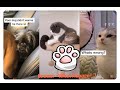 😬If you have 2 pets 😬 One of them  is always be a winner 😹Funniest compilation 10-2020July