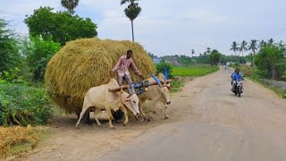 Bullock Cart Heavy Load Paddy Straw and Bullock Cart Race screenshot 4