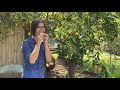 Hosui: Asian Pear Nashi Update 2023 Part 3 | Fruit Trees In My Dad's Backyard Mini Orchard