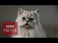 What’s it like being a cat? BBC News