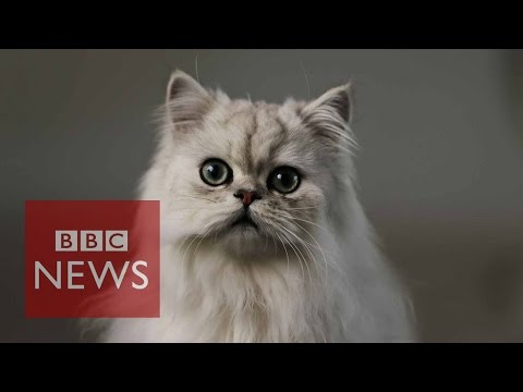 what’s-it-like-being-a-cat?-bbc-news