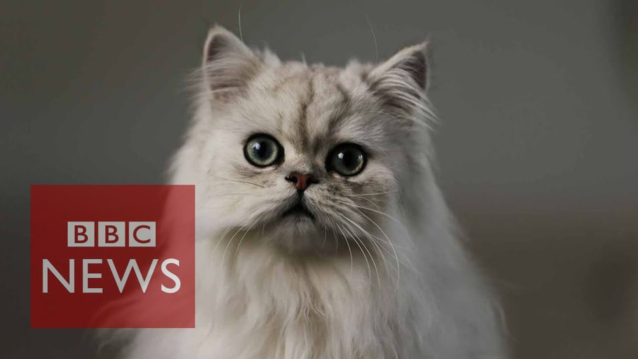 What’s it like being a cat? BBC News