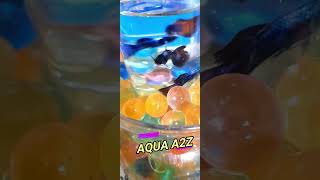 Guppy Breeding |ചോക്ലേറ്റ് ഗപ്പി ?????  | shorts