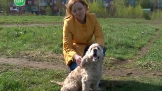 Опасны ли клещи для животных? Опасны ли клещи для животных?