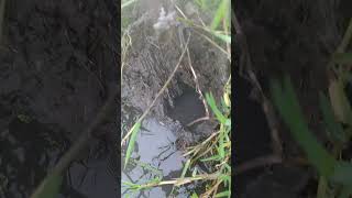 Mancing Belut Sawah Dapat Belut Monster