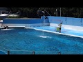 Dolphin Show 新潟市水族館マリンピア日本海のイルカショー