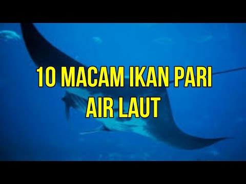 Video: Jenis pari dan cara hidupnya