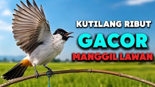 Download Lagu Burung Kutilang Gacor Ribut Memanggil Lawan Cocok Untuk Pikat Kutilang Download Lagu Burung Kutilang Gacor Ribut Memanggil Lawan Cocok Untuk Pikat Kutilang