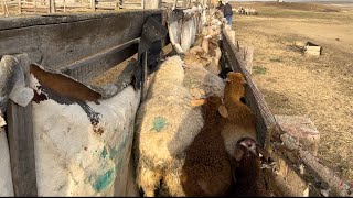 Как проходит стрижка? Отбиваем овец. Жизнь на ферме в СТЕПИ
