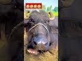 #funny #viralvideo 🤣🤣🤣🤣🤣🤣#shorts