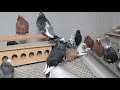 В гостях у друга! Более 1000 голубей. Подарок на День рождения. More than 1000 pigeons.