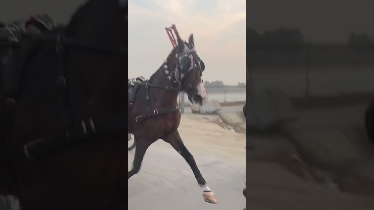 Balla Sultan Ghora Shooq nawab Loga Da All Pakistan tanga horse racing official 