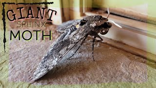 Giant Sphinx Moth in the Daytime