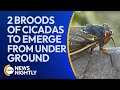 2 Broods of Cicadas to Emerge from Underground, First Occurrence in 221 Years | EWTN News Nightly