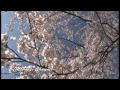 桜の咲く頃2009 -sakura
