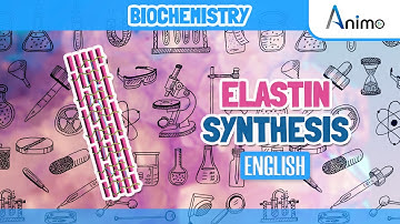 Elastin Metabolism Complete | Animation | English