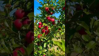 Download Lagu Kebun apel dengan rasa buah paling manis di indonesia #kebunapel #apelmalang MP3