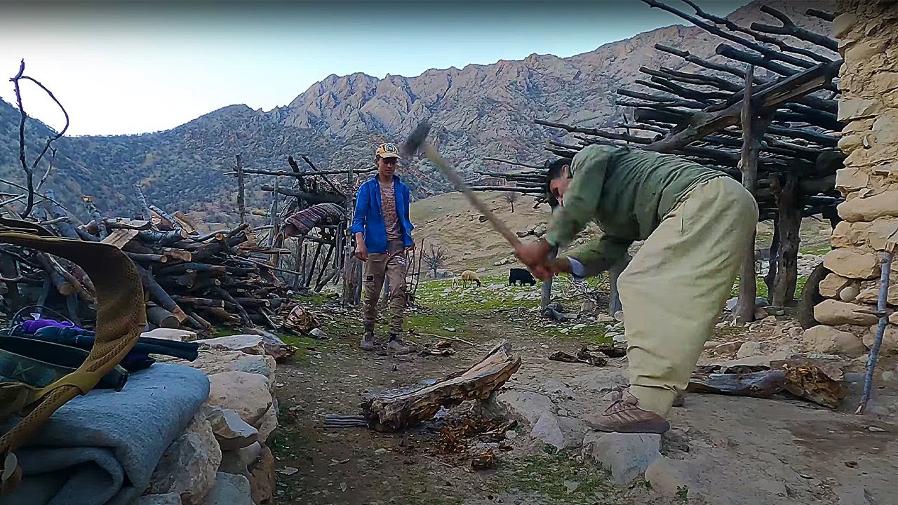 A view of nomadic life - preparing firewood for heating and cooking ...