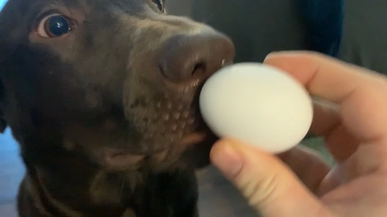 The Dog Egg Challenge With Gus YouTube