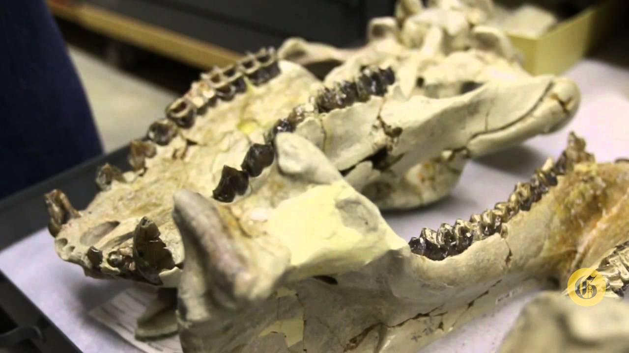 Montana Prehistory Minute: Montana's tropical mammals