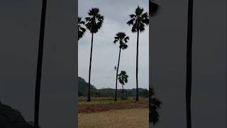 #Nature #VillageLife #Monsoon #GreenFields #LandscapePhotography #PalmTrees #RuralIndia #Telangana