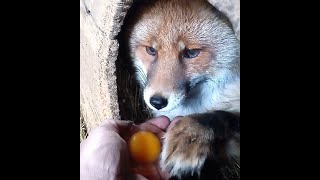 1854. Маркиза - дневник приручения дикой лисы, ест три яйца, не хочет есть мясо, немного кусается.