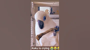 Kuku Is Crying Funnyparrot Talkingparot Cockatoo Petparrot Funnybird Shortsviral 