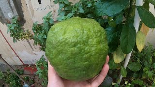 نبات الترنج Citrus Medica Youtube