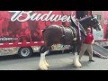 Loading up the Clydesdales