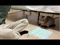 お留守番中の元保護猫と夫がふたりきりでこんなことしてました…