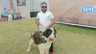 #bhopal#dog #show #viral #puppy #all #dog ❤️💯plz subscribe# my channel ❤️ thnku guys
