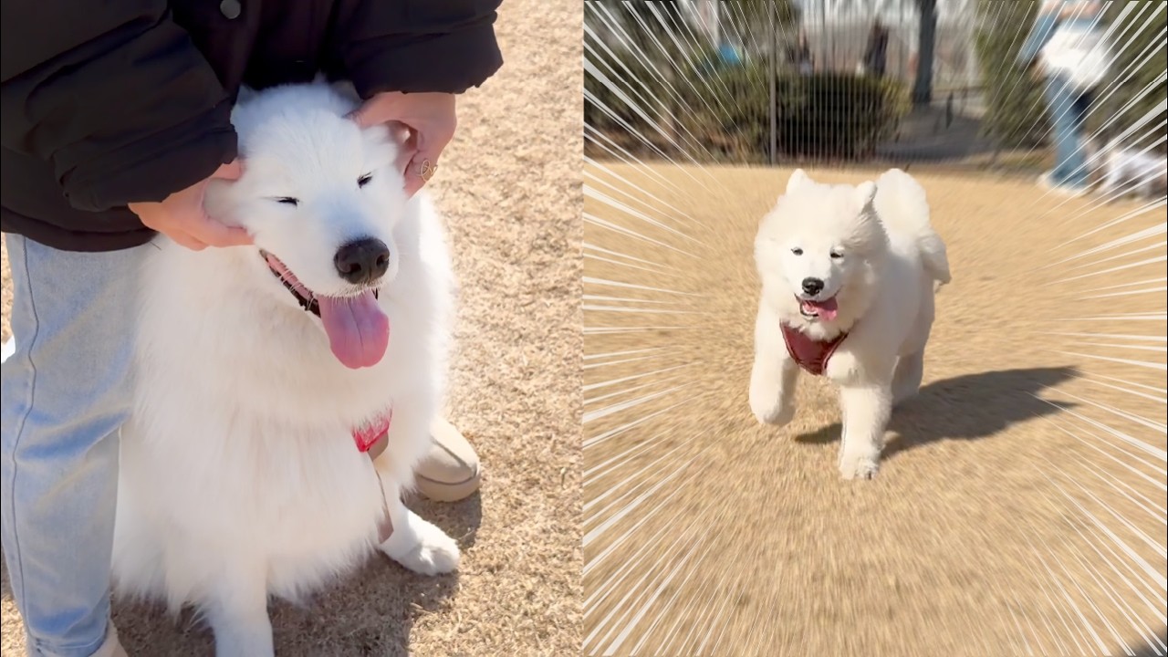 Same Dog Park — Totally Different Personalities - YouTube