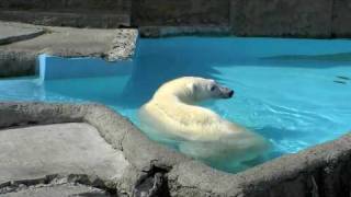 夏のピリカ