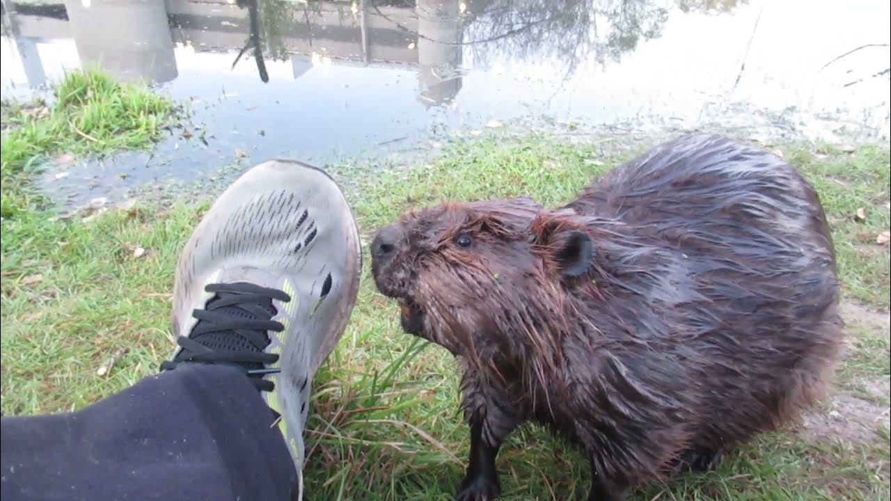 Watch Spud the Beaver Smell Both My Shoes After Grooming (Saskatoon