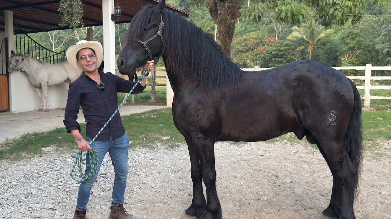 RANCHO DE CABALLOS SALVAJES RAZAS Españoles, Appaloosa, Frisones, Gypsy Vanner