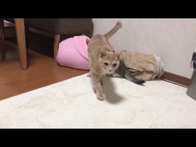 ひのき猫のおもしろ短編集Part3