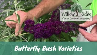 Erfly Bush Varieties