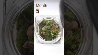 Moss Terrarium 5 Months Later