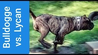 Bulldogge Vs. Lycan Shepherds