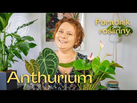 Wideo: Top 15 Najpiękniejszych Kwiatów Anthurium