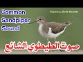 صوت الطيطوي الشائع يديدي Common Sandpiper Sound
