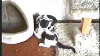The Kitten Video