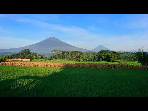 NYIDAM SARI (