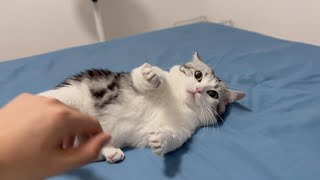 Teasing Cute Kitten