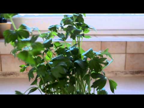 Wideo: Zhiryanka (roślina) - Opis, Użyteczne Właściwości I Przeciwwskazania