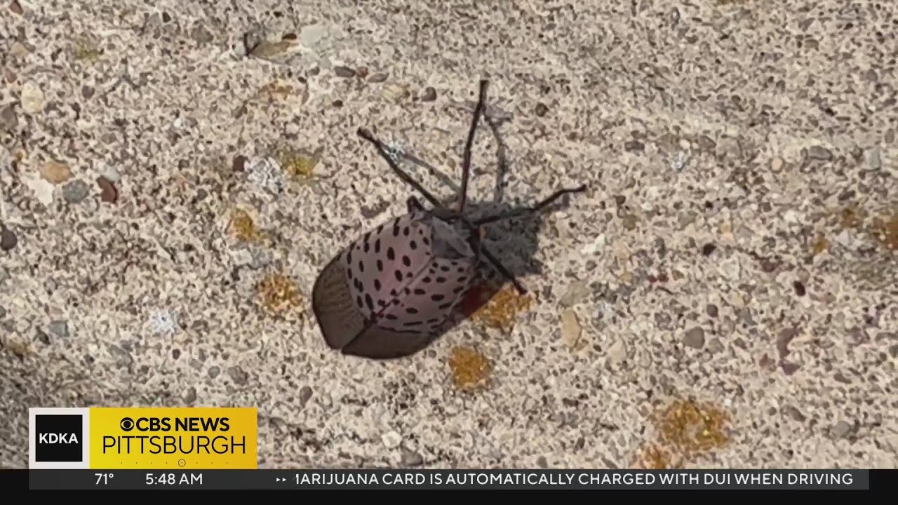 What spotted lanternflies are really after