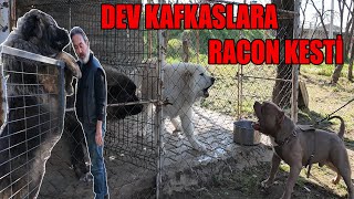 1AMERİKANBULLY VS KAFKAS ÇOBAN KÖPEĞİ SİMBA İLE KAFKAS ÇİFTLİĞİNİ BASTIK