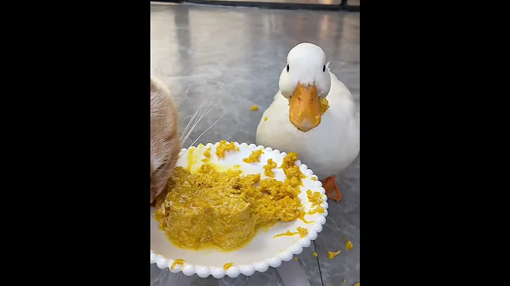 Watch the video about The duck is stealing the cat’s food #seeyouatthefinishline #funnyanimal #funny #funnycat #ducklover