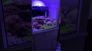 Reef Tank Water Change Options